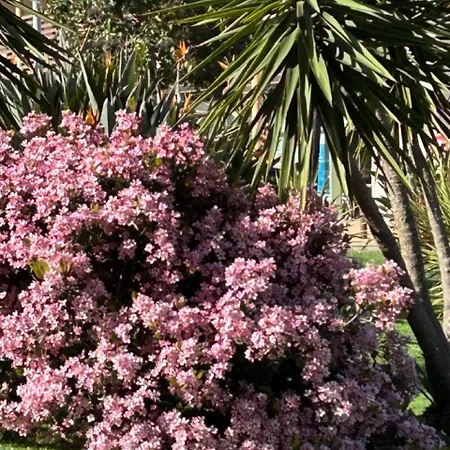 T3 Rte Des Sanguinaires *